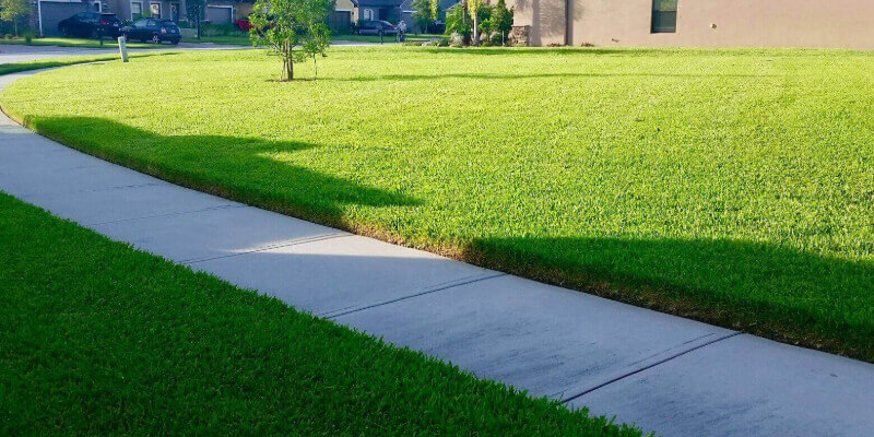 A meticulously maintained green lawn stretches alongside a curving sidewalk, with a single, neatly trimmed young tree positioned in the grass. The lawn shows signs of expert care, with a lush, even texture and vibrant colour.