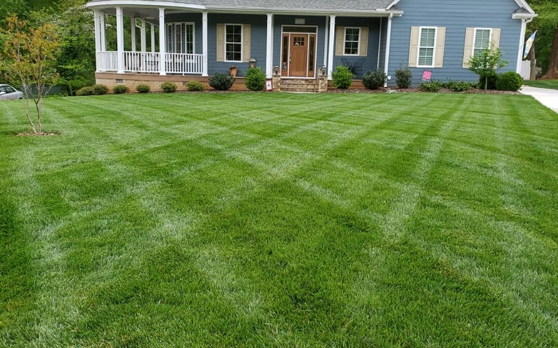 The image displays an expansive, perfectly manicured lawn in front of a blue house with white trim and a covered porch. The lawn showcases a diamond pattern from precise mowing, indicative of professional lawn care. The grass is vibrant and healthy, with a young tree planted on the left, adding to the yard's aesthetic. The house looks welcoming, with a clear concrete driveway to the side. The careful attention to the lawn underscores a dedication to maintaining an attractive and orderly outdoor space.