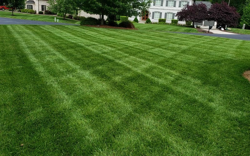 The image shows a large, lush green lawn in front of a big white house with dark shutters. The lawn has light and dark green stripes from mowing, which shows it is professionally cared for. There is a neat edge around the lawn that separates it from the sidewalk and a mulched area around a bush. The striped pattern on the lawn makes it look very nice. The house and the cars in the driveway can be seen in the background. This picture is a good example of a well-kept lawn.
